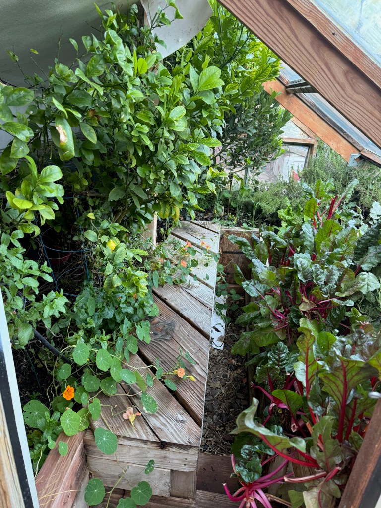 Triple D Ranch Greenhouse