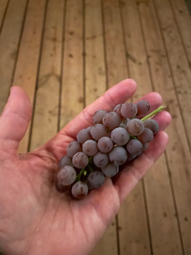 Grapes