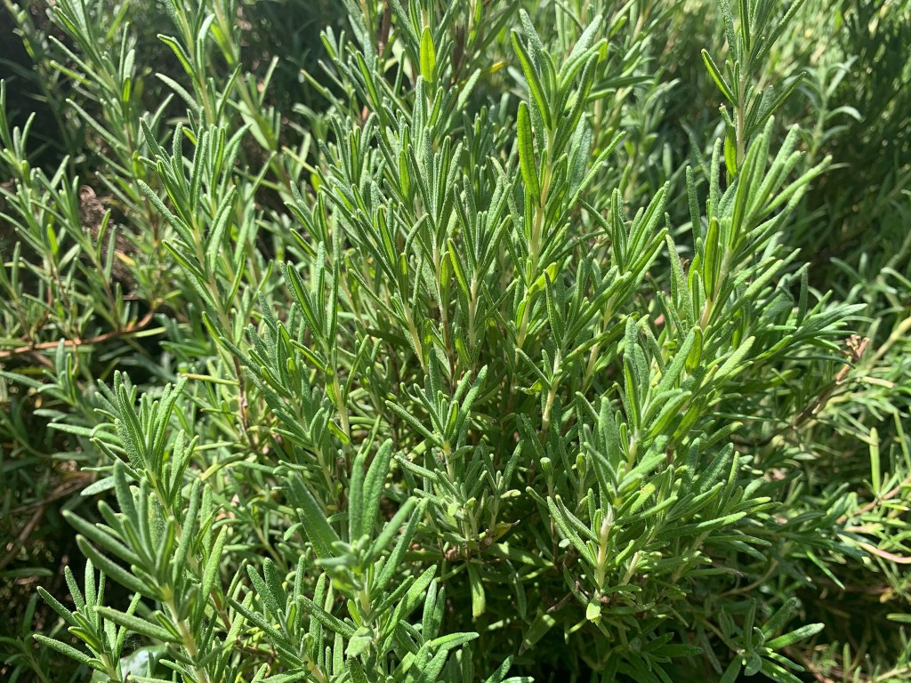 Triple D Ranch Rosemary