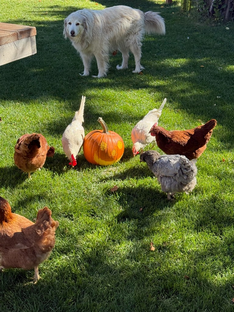 Pumpkin Chickens Lily